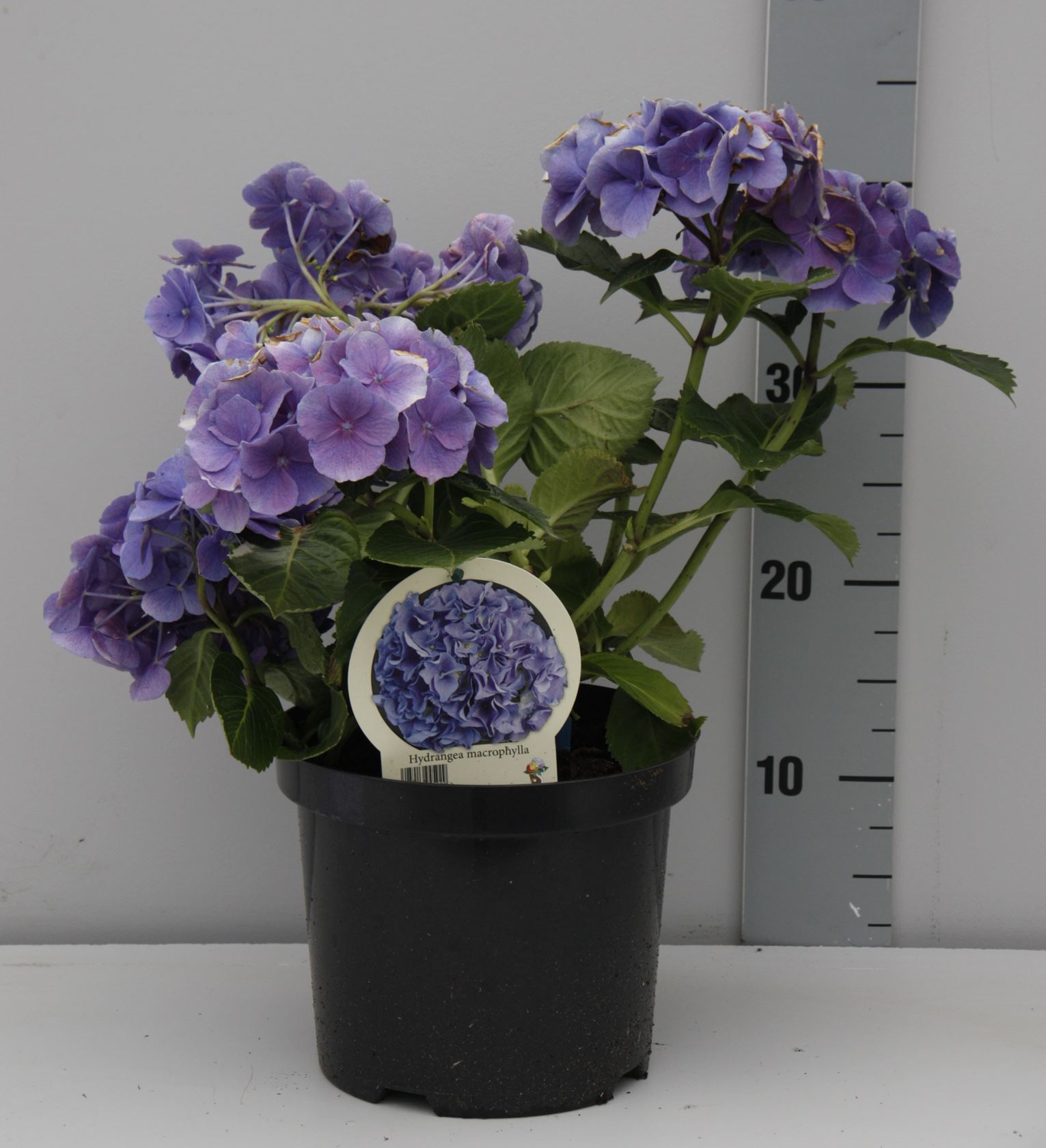 Hydrangea macrophylla - blauw - pot - 25-30 cm