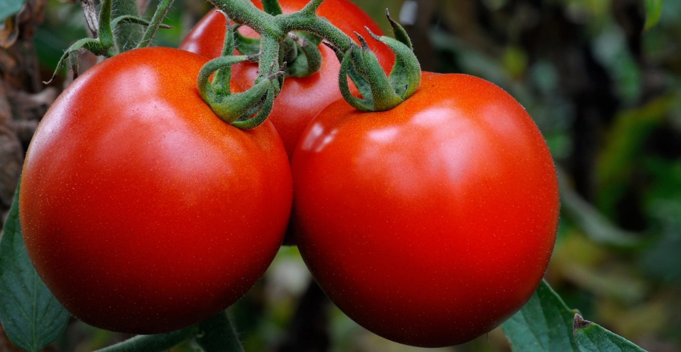 Tros felrode tomaten