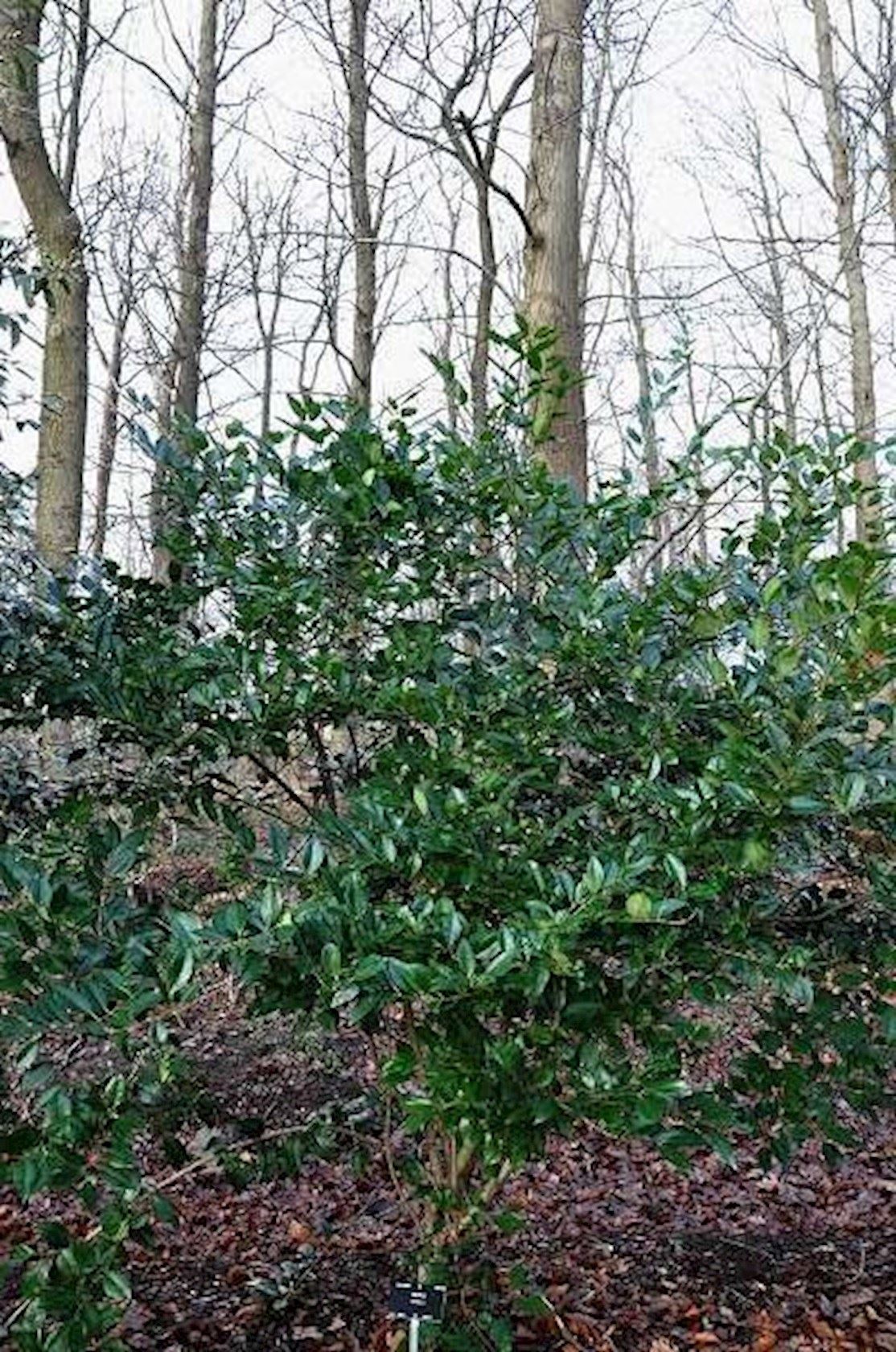 Plantenfiche-Ligustrum-lucidum