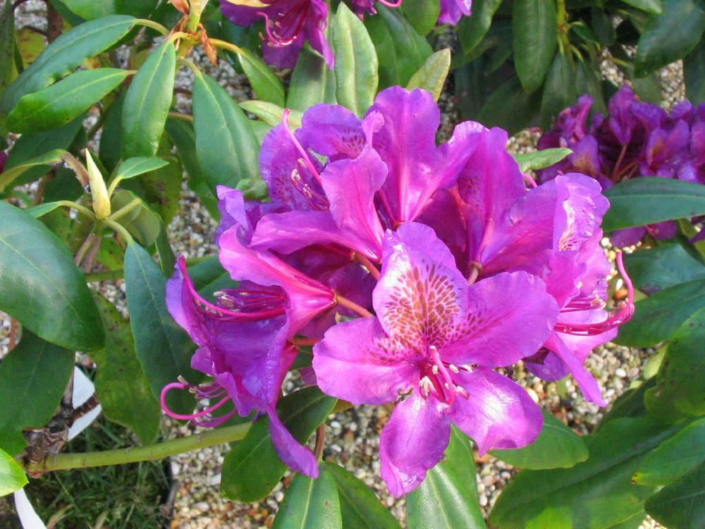 Plantenfiche-Rhododendron-Marcel-Menard-