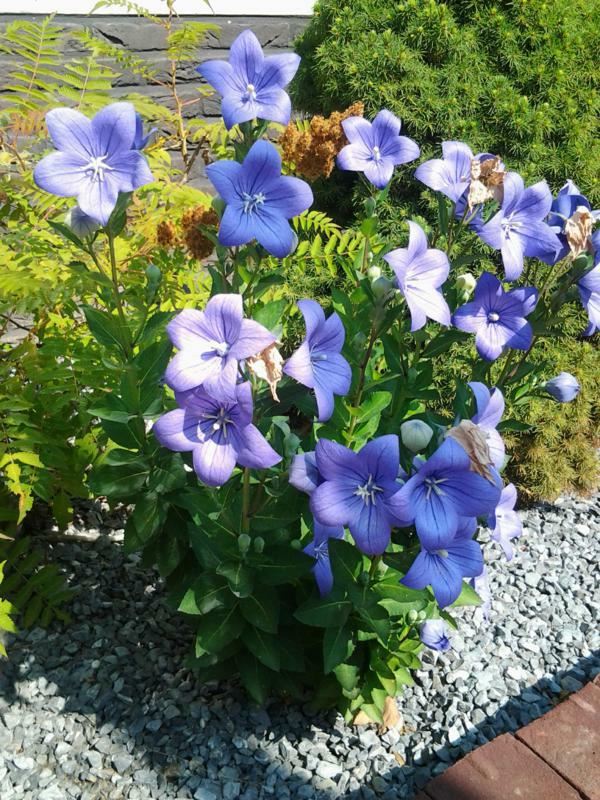 Plantenfiche-Platycodon-grandiflorus-Mariesii-