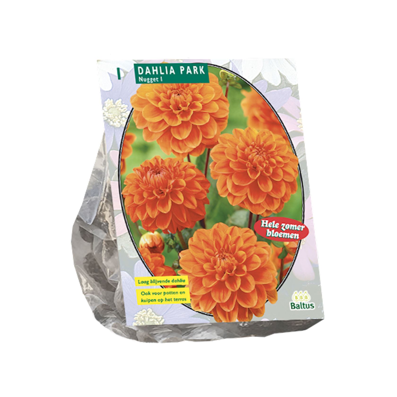 Baltus dahlia 'Park Nugget' - Voorjaarsbloembollen - 1 bol (wit)