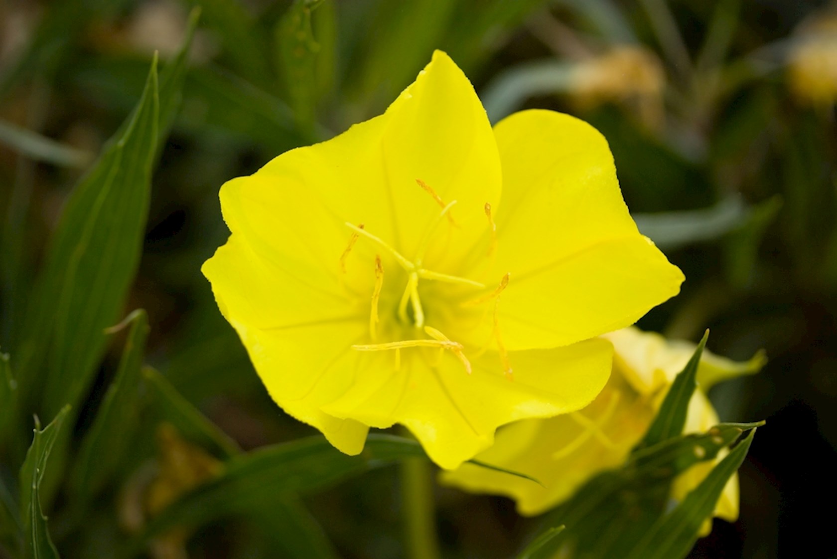 Plantenfiche-Oenothera-macrocarpa