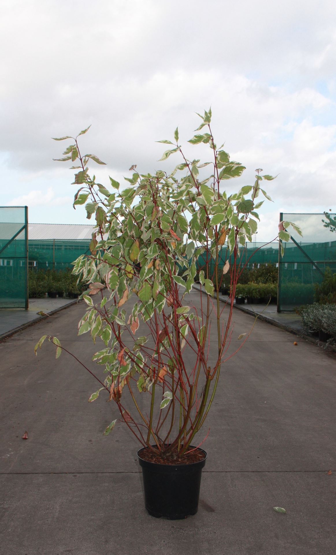 Cornus alba 'Elegantissima' - pot 10L - 80-100 cm
