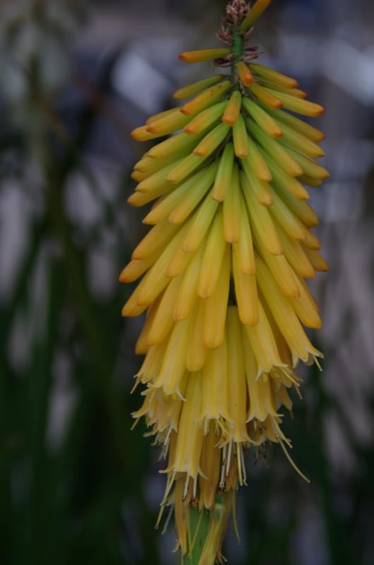 Plantenfiche-Kniphofia-Mango-Popsicle-