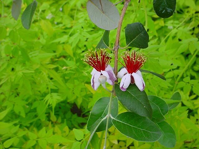 Plantenfiche-Acca-sellowiana