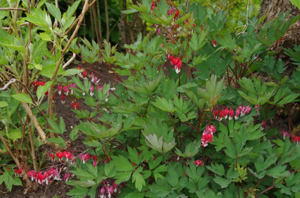 Plantenfiche-Dicentra-spectabilis-Hordival-