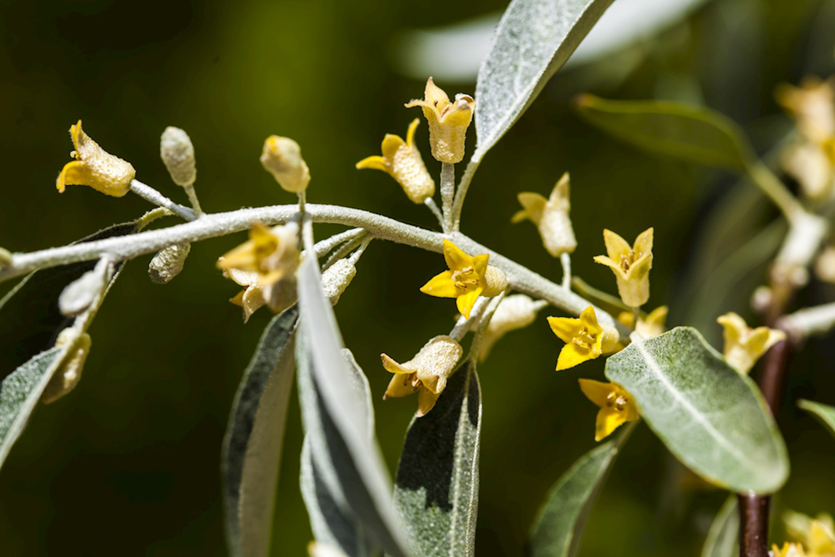 Plantenfiche-Elaeagnus-angustifolia