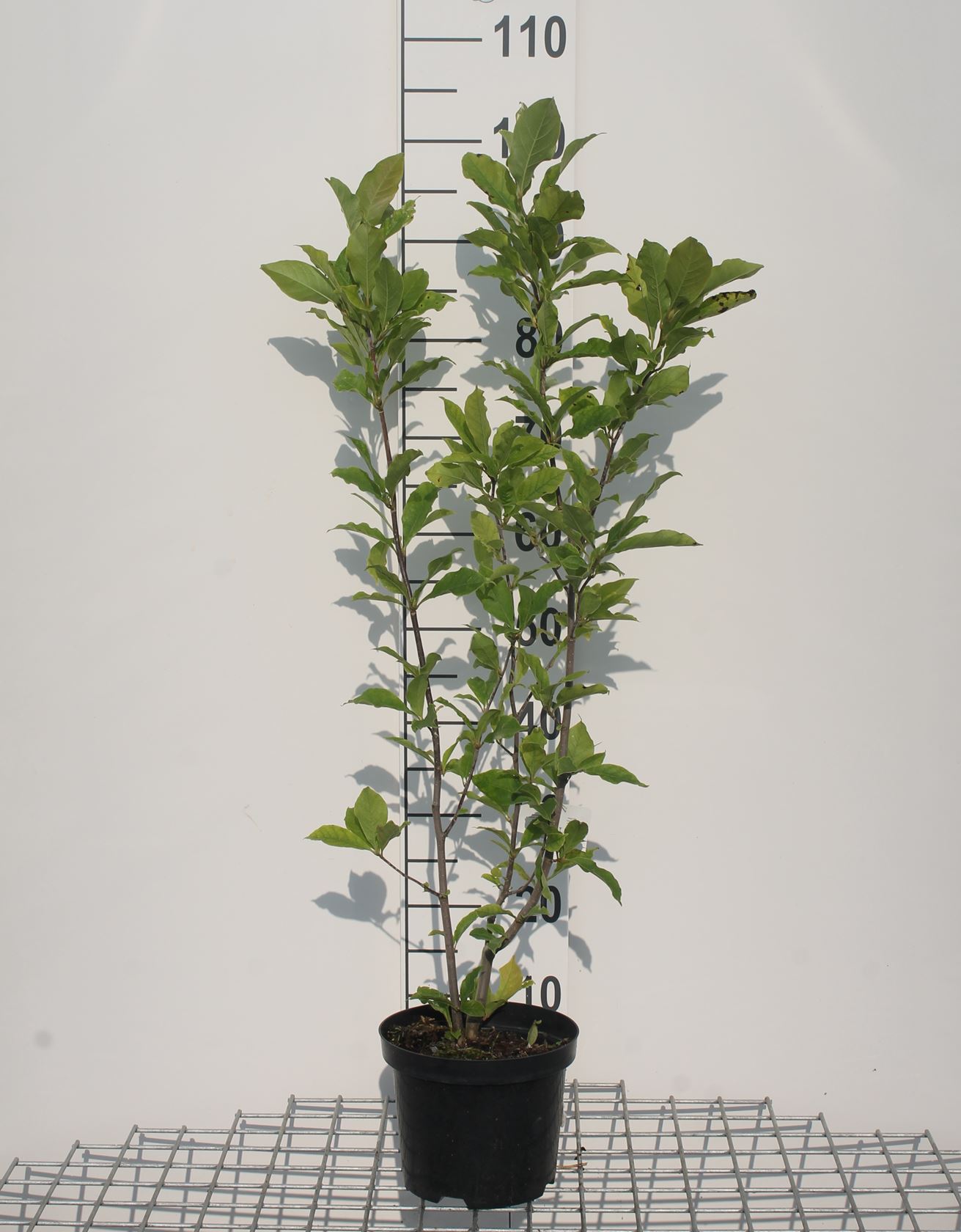 Magnolia 'Susan' - pot - 50-60 cm