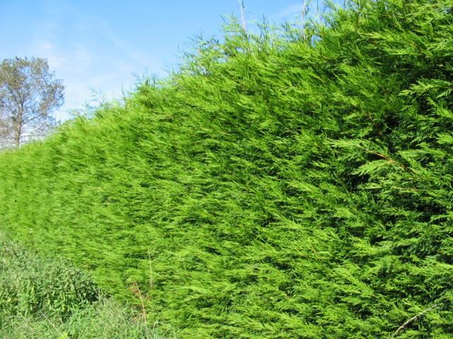 Plantenfiche-xCupressocyparis-leylandii