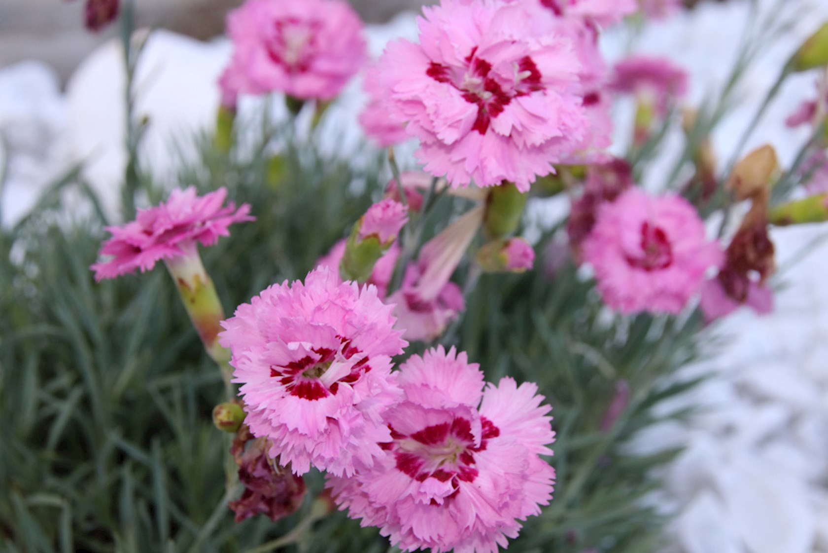 Plantenfiche-Dianthus-Maggie-