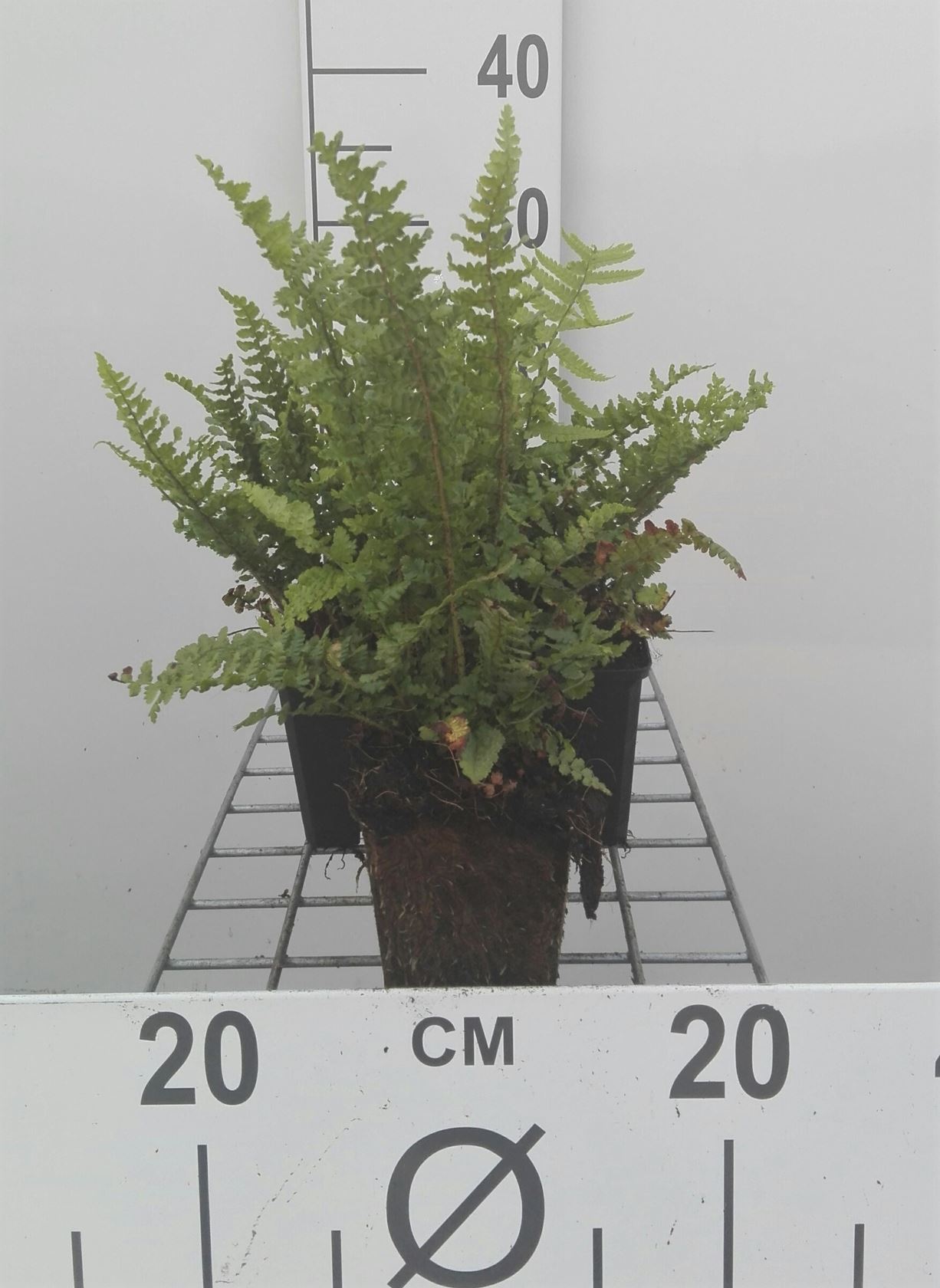 Dryopteris affinis 'Pinderi' - pot 9x9 cm