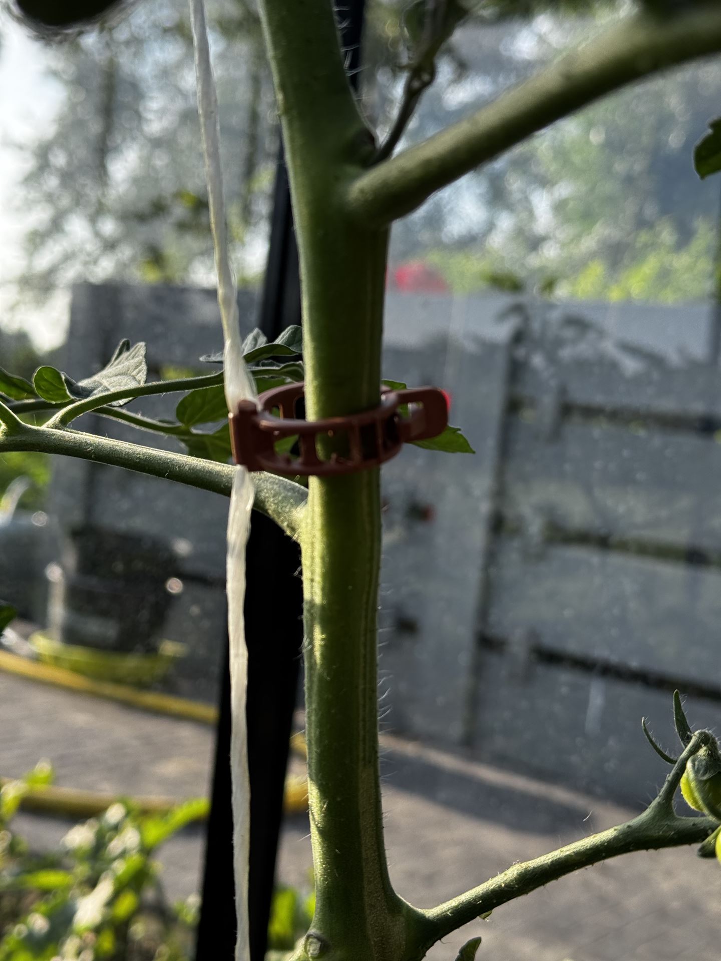 Tomaten-Clips-extra-stevig-100stuks