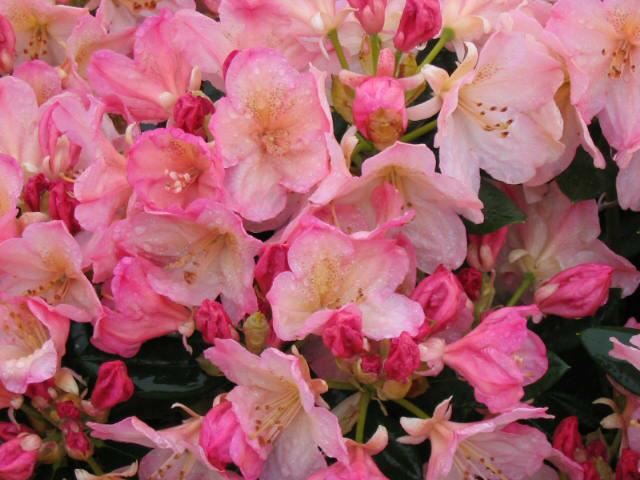 Plantenfiche-Rhododendron-Percy-Wiseman-