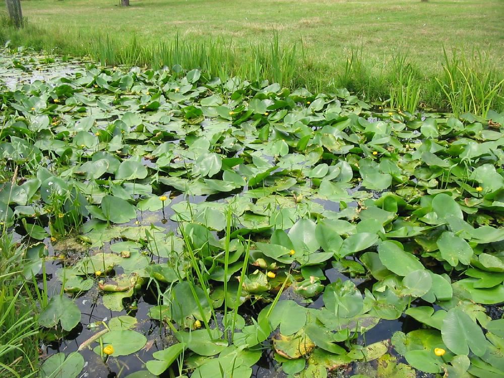 Plantenfiche-Nuphar-lutea