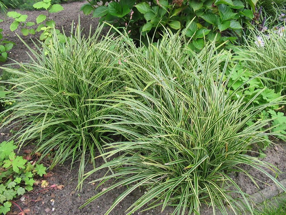 Plantenfiche-Carex-morrowii-Ice-Dance-