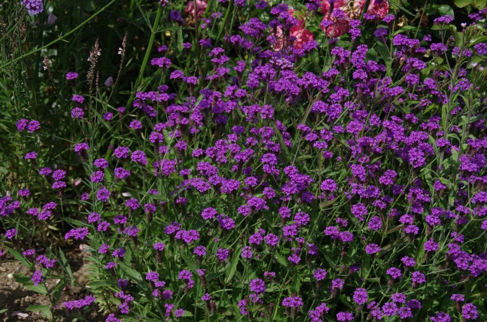 Plantenfiche-Verbena-rigida