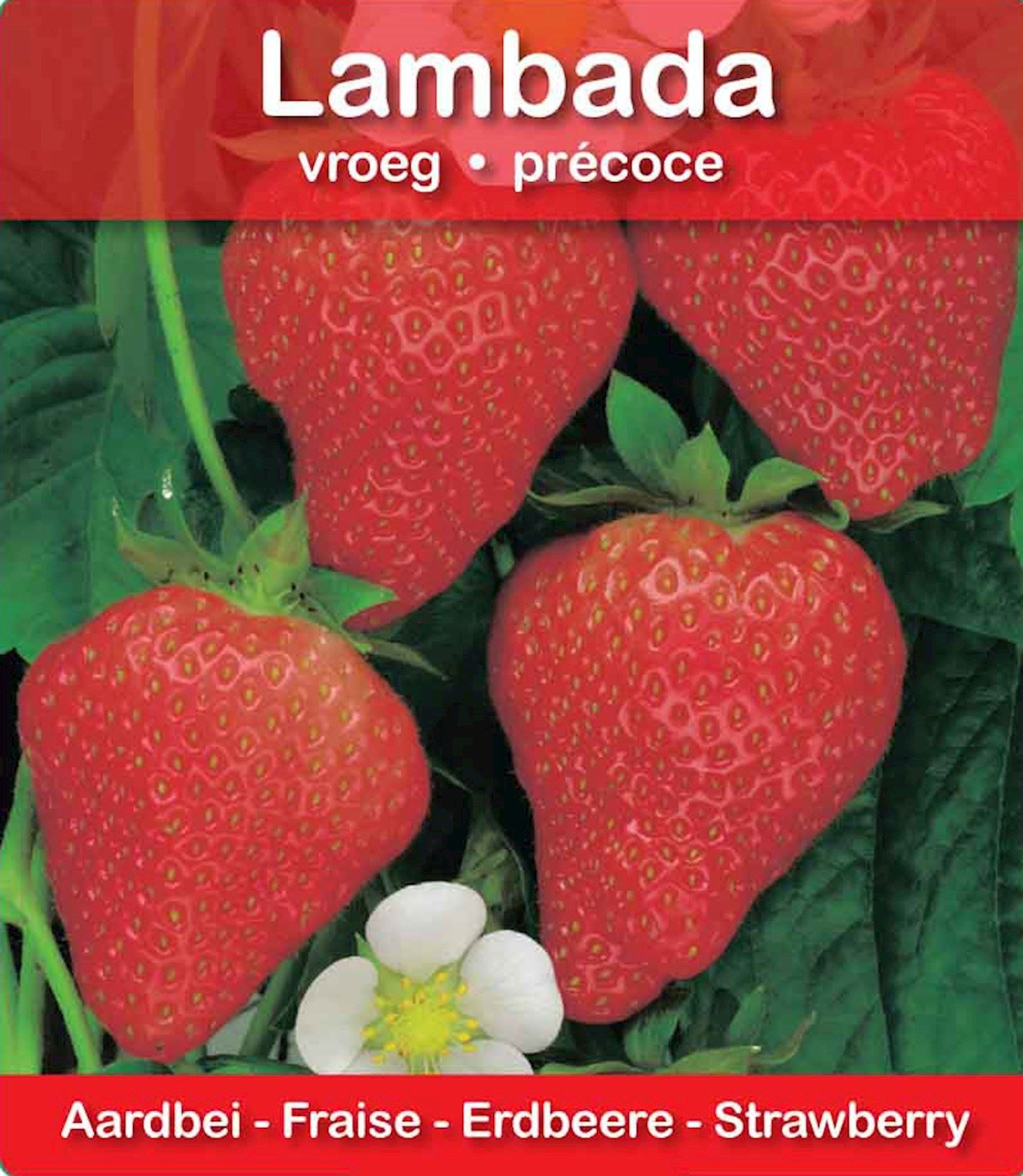 Plantenfiche-Fragaria-x-ananassa-Lambada-Aardbei-Lambada-