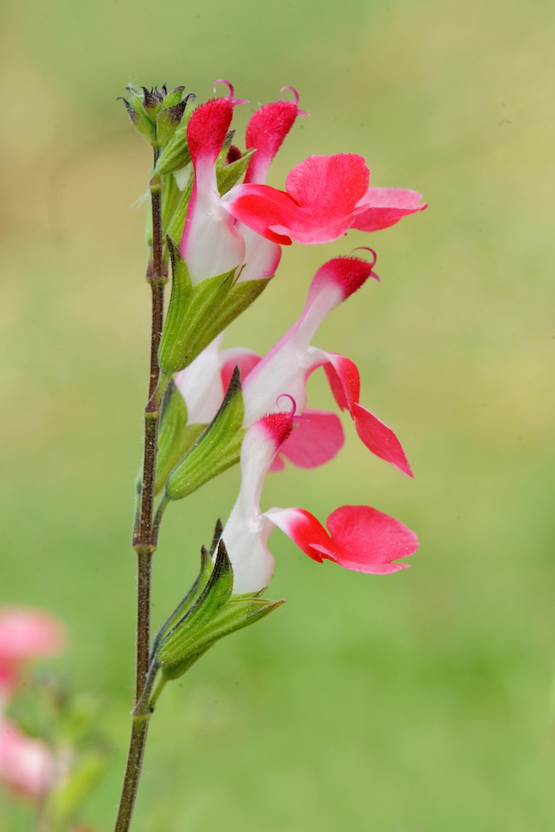 Plantenfiche-Salvia-microphylla-Hot-Lips-