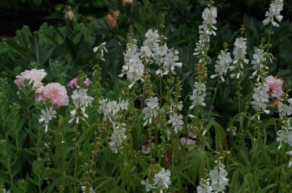 Plantenfiche-Malva-moschata-Alba-