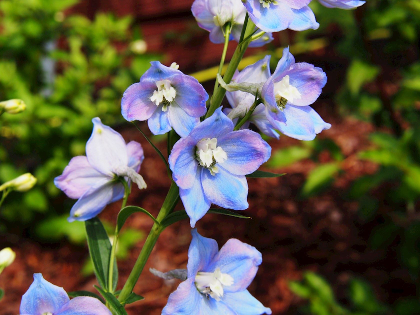 Plantenfiche-Delphinium-Guinevere-