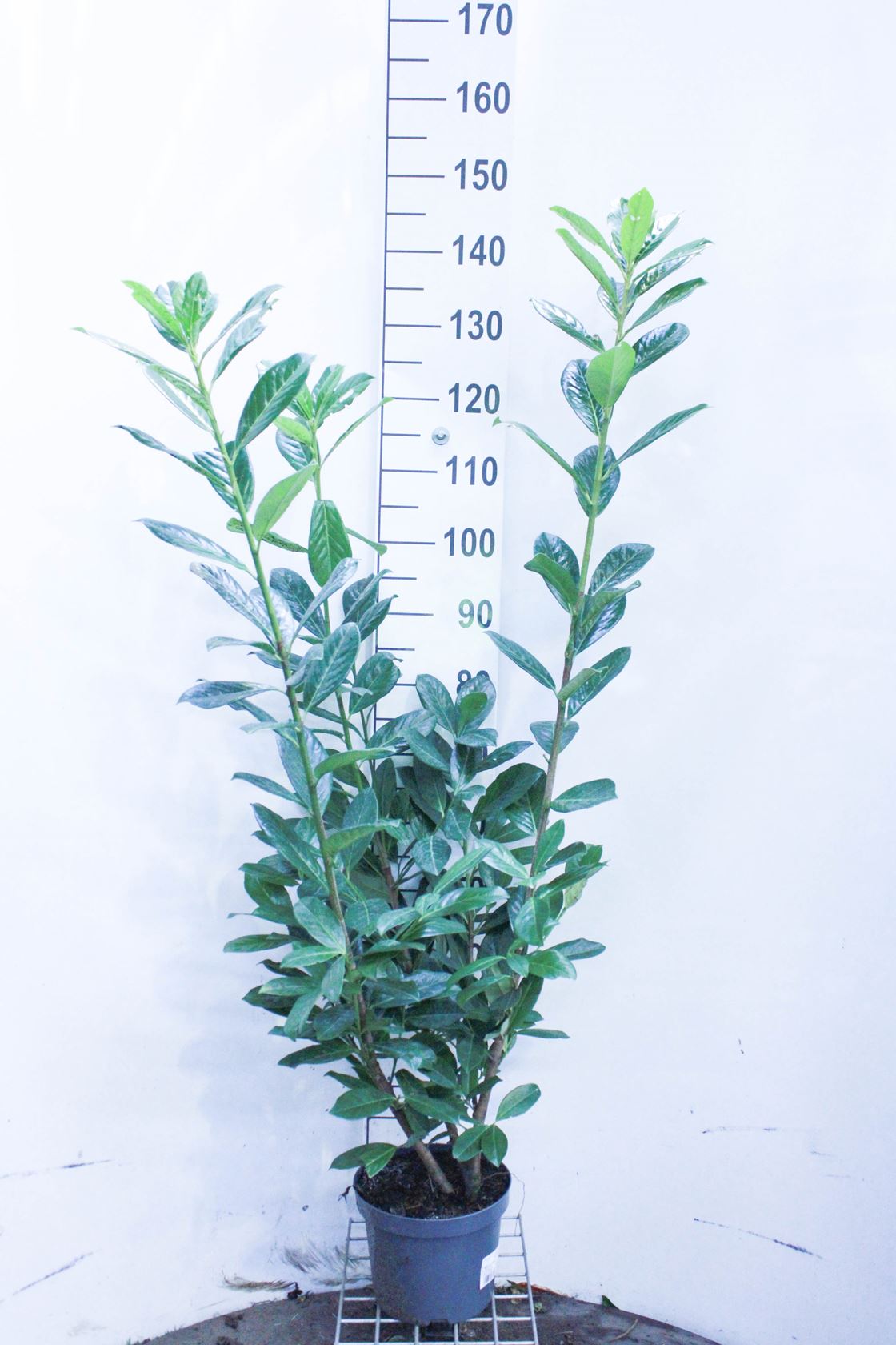 Prunus laurocerasus 'Novita' - pot - 60-80 cm