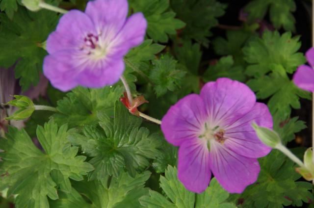 Plantenfiche-Geranium-Azure-Rush-