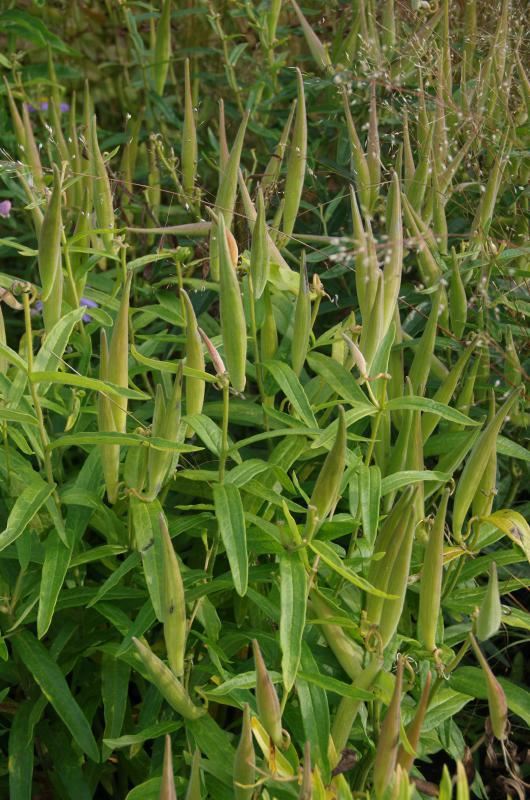 Plantenfiche-Asclepias-tuberosa