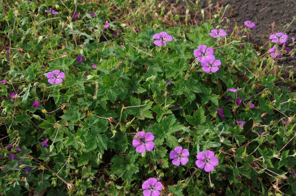 Plantenfiche-Geranium-Pink-Penny-