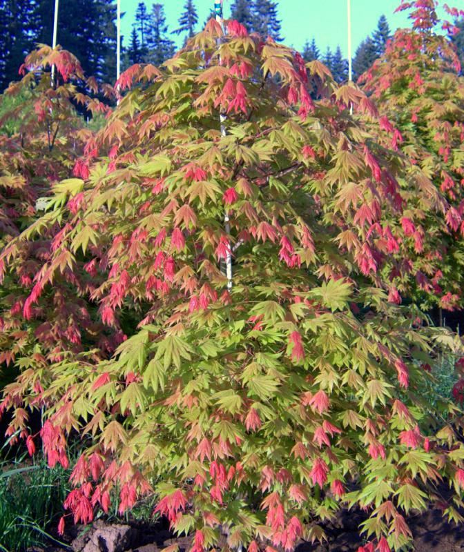 Plantenfiche-Acer-shirasawanum-MUNN-001-
