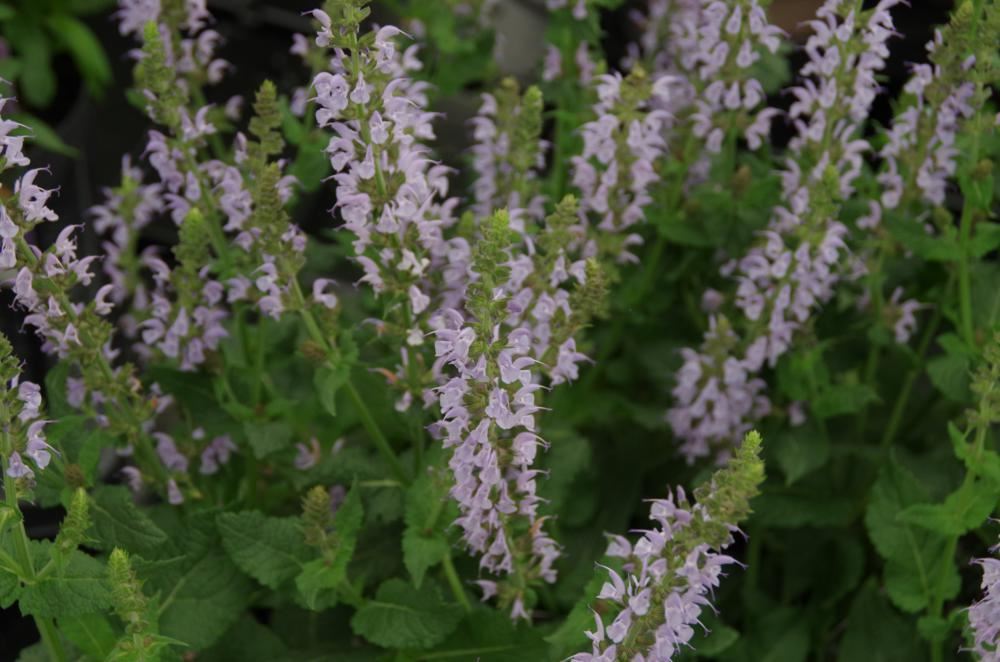 Plantenfiche-Salvia-nemorosa-Crystal-Blue-