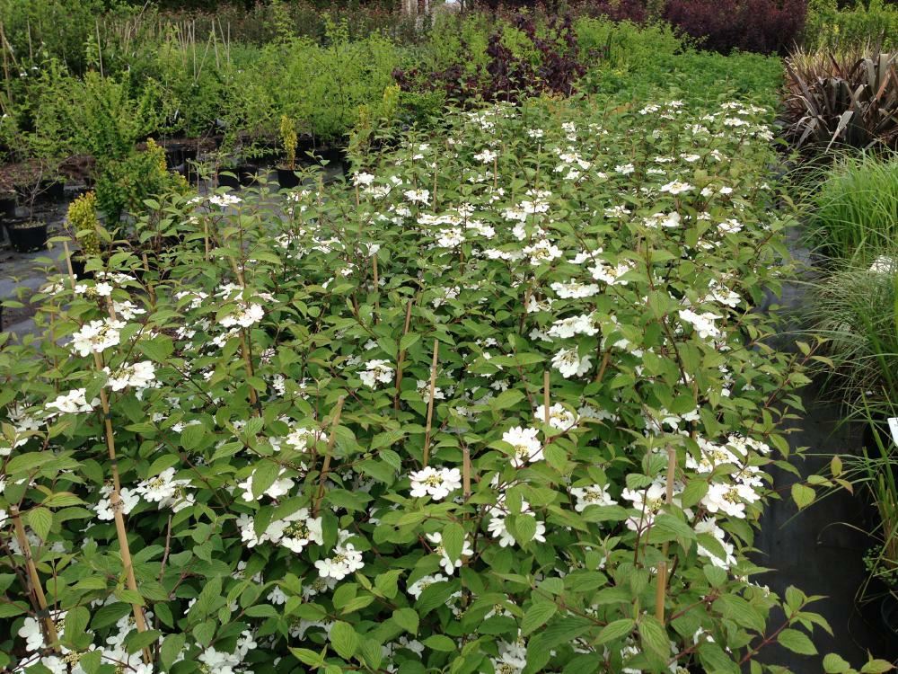 Plantenfiche-Viburnum-plicatum-JWW5-Kilimandjaro-Sunrise-