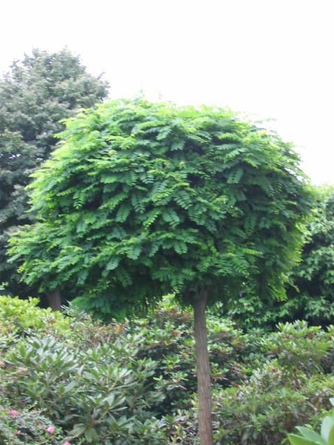 Plantenfiche-Robinia-pseudoacacia-Umbraculifera-