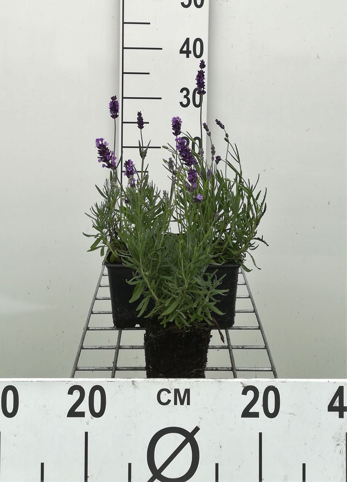 Lavandula angustifolia 'Hidcote' - pot 9x9 cm (Lavendel)