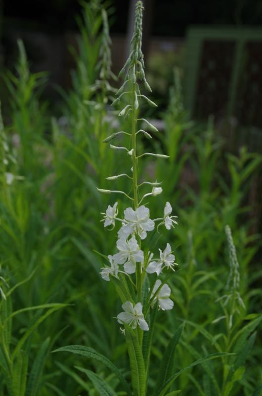 Plantenfiche-Epilobium-angustifolium-Album-