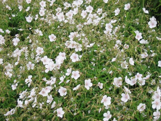 Plantenfiche-Geranium-clarkei-Kashmir-White-