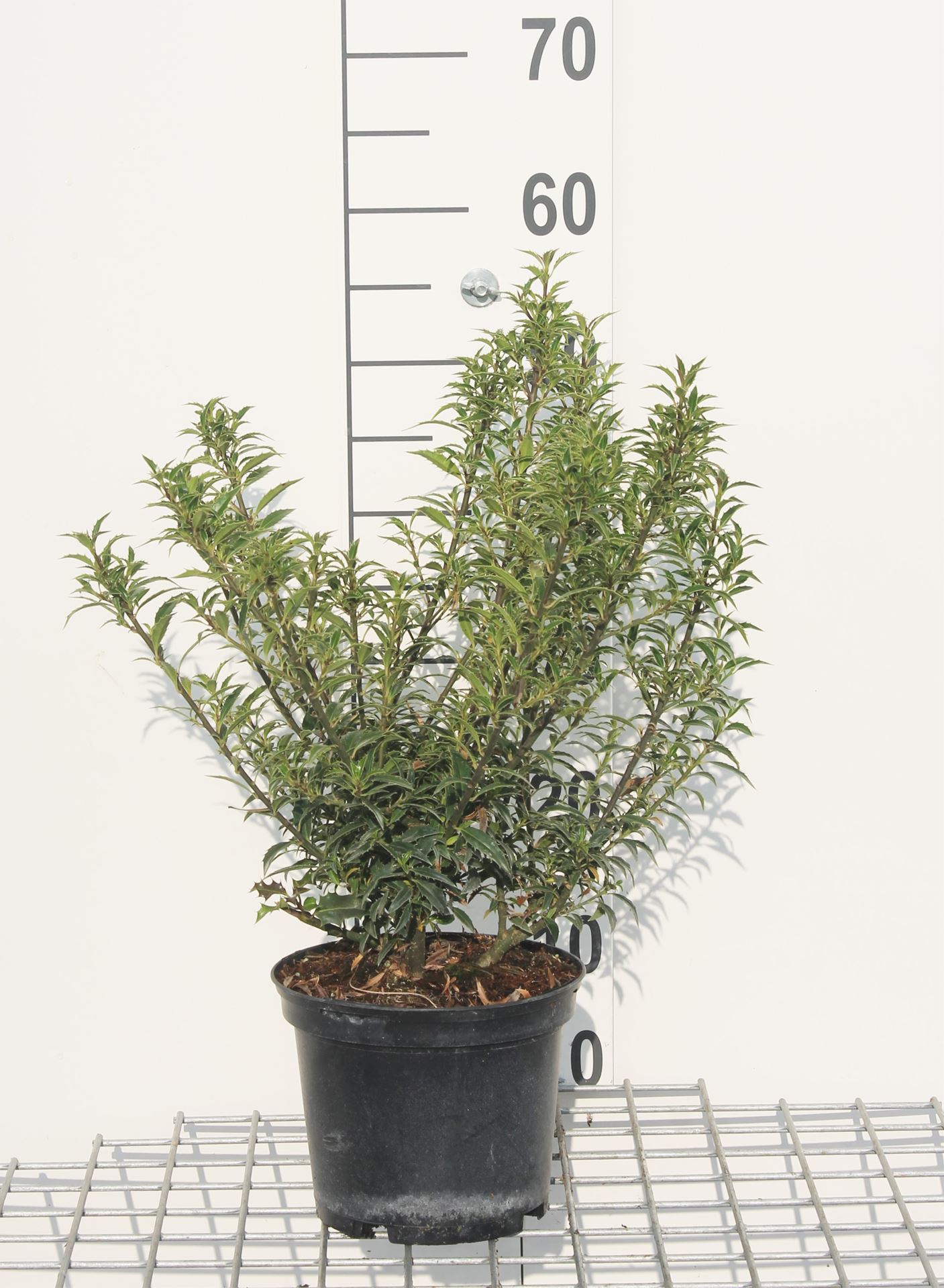 Ilex aquifolium 'Alaska' - pot - 40-60 cm