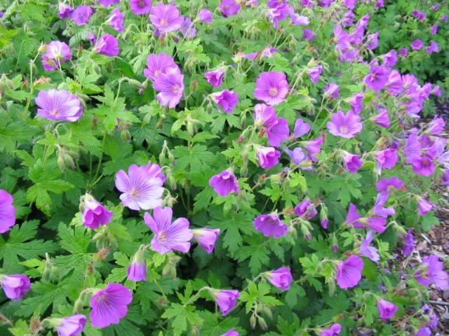 Plantenfiche-Geranium-Sirak-