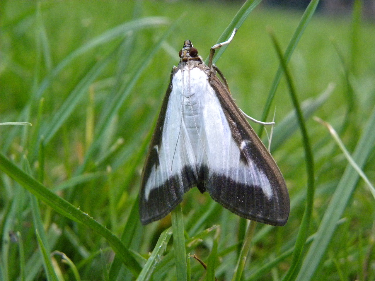 boxwood moth