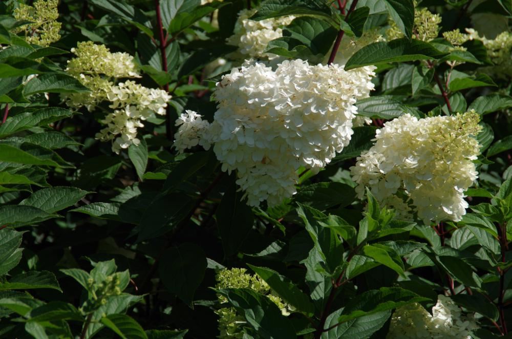 Plantenfiche-Hydrangea-paniculata-Renhy-Vanille-Fraise-