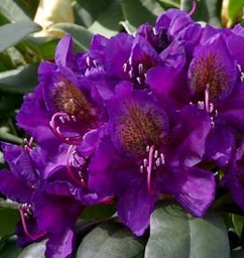Rhododendron 'Marcel Menard' - pot 10L - 60-80 cm