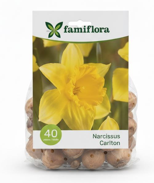 Famiflora Narcissus Carlton - Voorjaarsbloeiers - 40 bloembollen