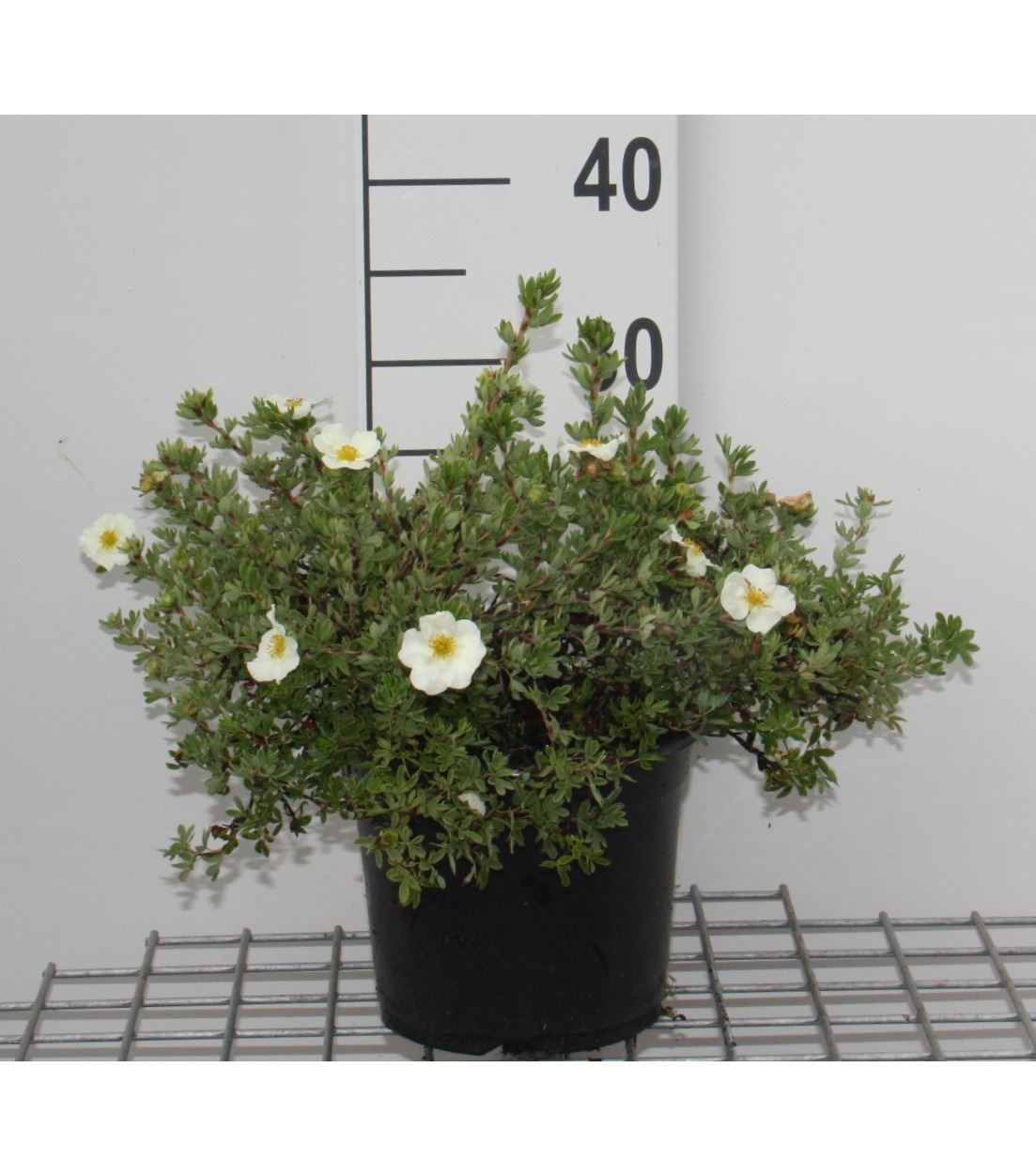 Potentilla fruticosa 'Tilford Cream' - pot 3L - 25-30 cm