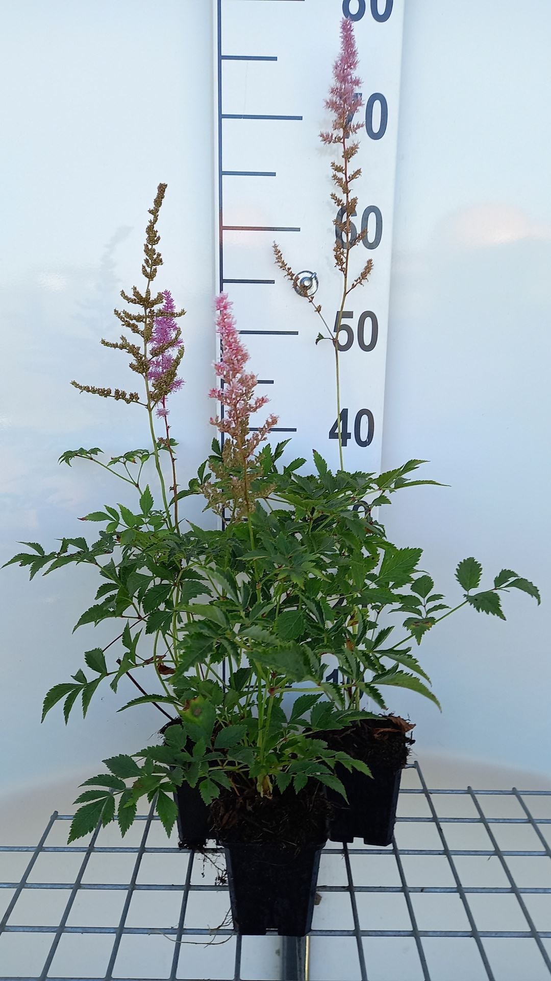 Astilbe 'Venus' - pot 9x9 cm