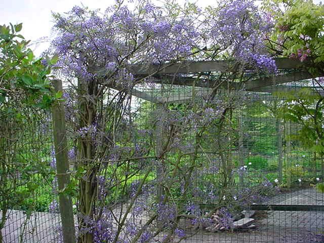 Plantenfiche-Wisteria-floribunda-Domino-