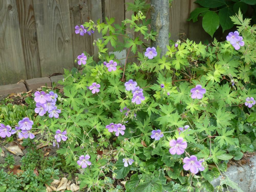 Plantenfiche-Geranium-Blogold-Blue-Sunrise-