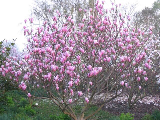 Plantenfiche-Magnolia-Heaven-Scent-
