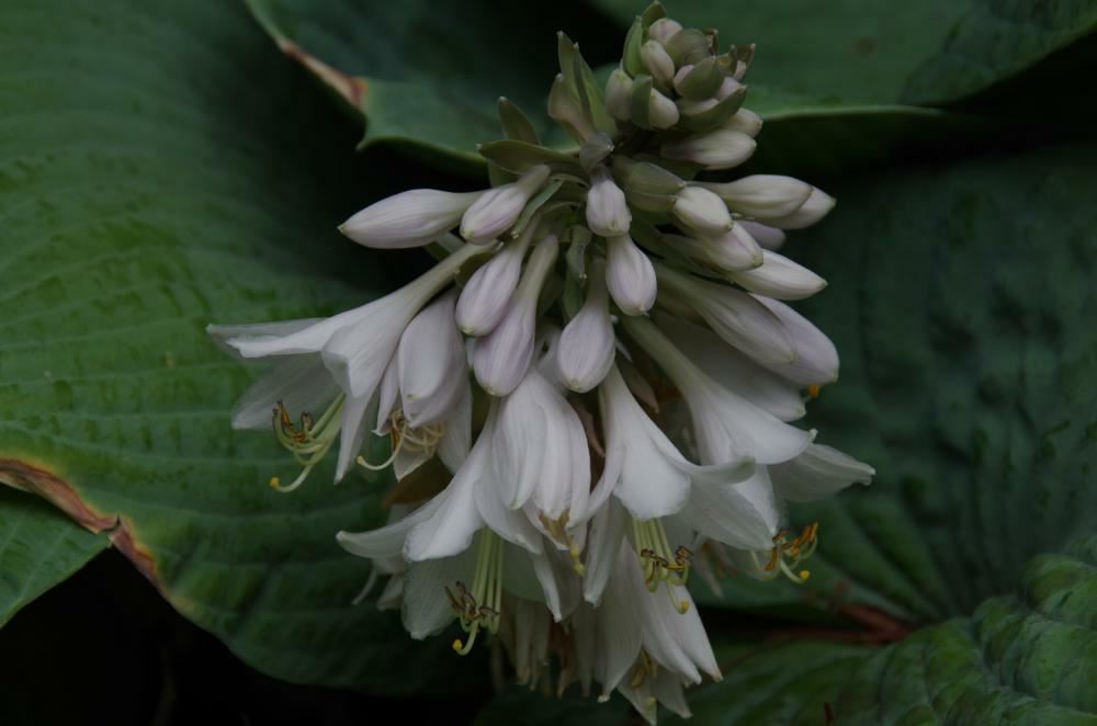 Plantenfiche-Hosta-Elegans-