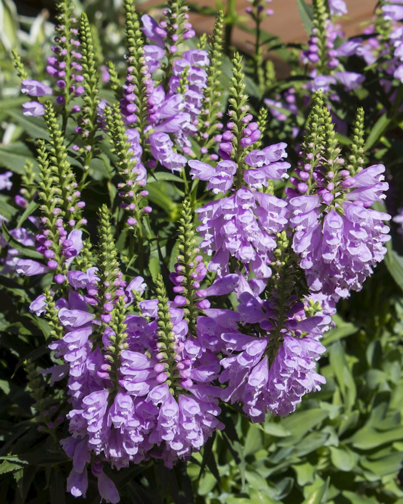Plantenfiche-Physostegia-virginiana-Vivid-