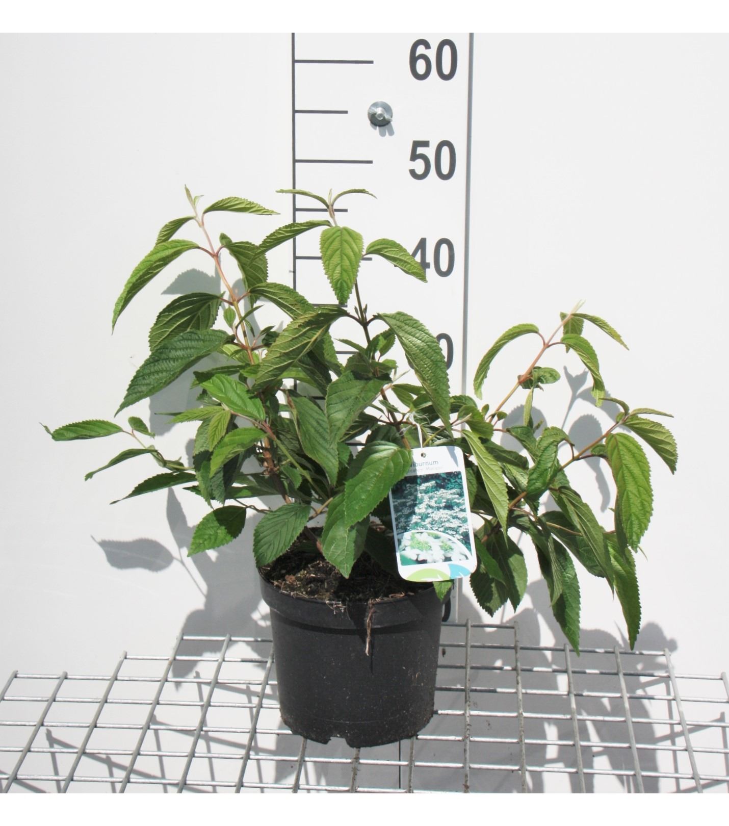 Viburnum plicatum 'Mariesii' - pot - 40-60 cm